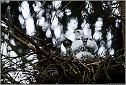 Gefahr droht aus der Luft... Sperber *Accipiter nisus*