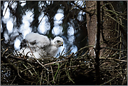 Federn aufschütteln... Sperbernestling *Accipiter nisus*