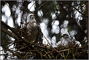 Ästlingsverhalten... Sperber *Accipiter nisus*