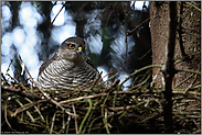 durchdringender Blick... Sperber *Accipiter nisus*