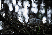 im Lebensraum Wald... Sperber *Accipiter nisus*