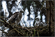 einträchtig... Sperberästlinge *Accipiter nisus*