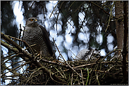 scharfer Blick... Sperber *Accipiter nisus*