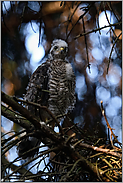 Ästling... Sperber *Accipiter nisus*