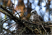 alleine im Nest... Sperber *Accipiter nisus*