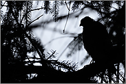 Schatten im Wald... Sperber *Accipiter nisus*