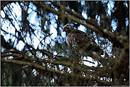 eine seltene Gelegenheit...  Sperber *Accipiter nisus*