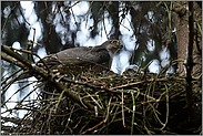 bei der Fütterung... Sperber *Accipiter nisus*