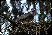 am leeren Horst... Sperberweibchen *Accipiter nisus*