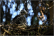 kleiner Rabauke... Sperber *Accipiter nisus*