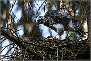 mit einem Federchen im Schnabel... Sperber *Accipiter nisus*