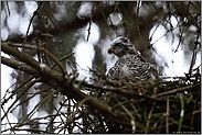 überraschter Blick... Sperber *Accipiter nisus*