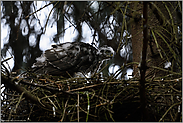 groß geworden... Sperber *Accipiter nisus*, Jungvogel im Nest