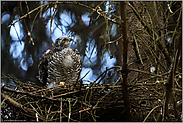 kritischer Blick nach oben... Sperber *Accipiter nisus*