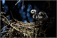 im Lichtspot... Sperberästling *Accipiter nisus*