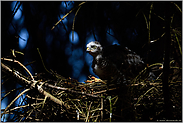 geheimnisvoll... Sperber *Accipiter nisus*, Jungvogel im Lichtspot