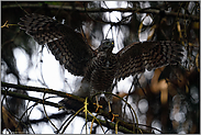 mit ausgebreiteten Schwingen... Sperber *Accipiter nisus*