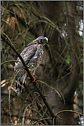 so frei saß er nur ein einziges Mal... Sperber *Accipiter nisus*, Jungvogel