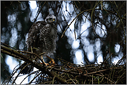 Greifvogelklauen... Sperber *Accipiter nisus*