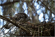 Blick ins Nest... Sperber  *Accipiter nisus*