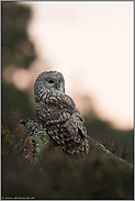 aufmerksamer Blick... Habichtskauz *Strix uralensis*