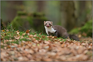 Leckermäulchen... Steinmarder *Martes foina*