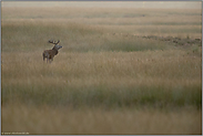 mittendrin... Rothirsch *Cervus elaphus*