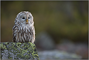 dunkle Augen, gelber Schnabel, längs gestreiftes Brustgefieder... Habichtskauz *Strix uralensis*