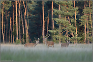 Junggesellen unter sich... Rothirsche *Cervus elaphus*