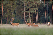 gemeinsam bei der Äsung... Rothirsche *Cervus elaphus*