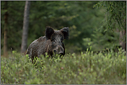 Schwarzkittel... Wildschwein *Sus scrofa*