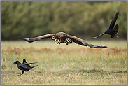 Platz da... Seeadler *Haliaeetus albicilla*