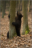 das Ziel vor Augen... Europäischer Braunbär *Ursus Arctos*