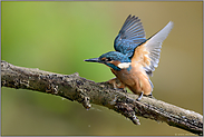 bereits selbstständig... Eisvogel *Alcedo atthis*