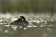 unter Beobachtung (oder im Halbschlaf)... Haubentaucher *Podiceps cristatus*