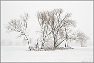 Feldgehölz im Winter... Meerbusch *Nordrhein-Westfalen*