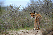 Rückblick... Rotfuchs *Vulpes vulpes*