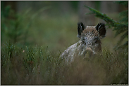 äugend... Wildschwein *Sus scrofa*