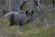 weit verbreitet... Wildschwein *Sus scrofa*