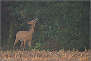 junge Blätter und Knospen... Rehbock *Capreolus capreolus*