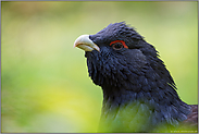 kühner Blick... Auerhuhn *Tetrao urogallus*