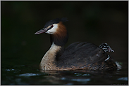 Rückfahrhilfe... Haubentaucher *Podiceps cristatus*