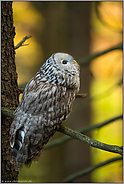 Blick in die Zukunft... Habichtskauz *Strix uralensis*