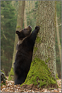 da will ich hoch... Europäischer Braunbär *Ursus arctos*