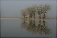 Frost und Hochwasser... Niederrhein *Bislicher Insel*