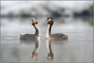 Frühlingsgefühle... Haubentaucher  *Podiceps cristatus*