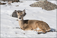 wenig scheu... Weißwedelhirsch *Odocoileus hemionus*