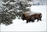 Nationaltier der USA... Amerikanischer Bison *Bison bison*