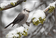 im Winter... Meisenhäher *Perisoreus canadensis*