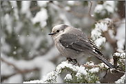 im tief verschneiten Wald... Meisenhäher *Perisoreus canadensis*